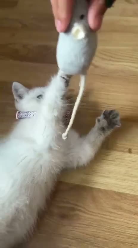 British Shorthair cats for sale: Beautiful British Shorthair Kitten – Loving Home in London - Video 1