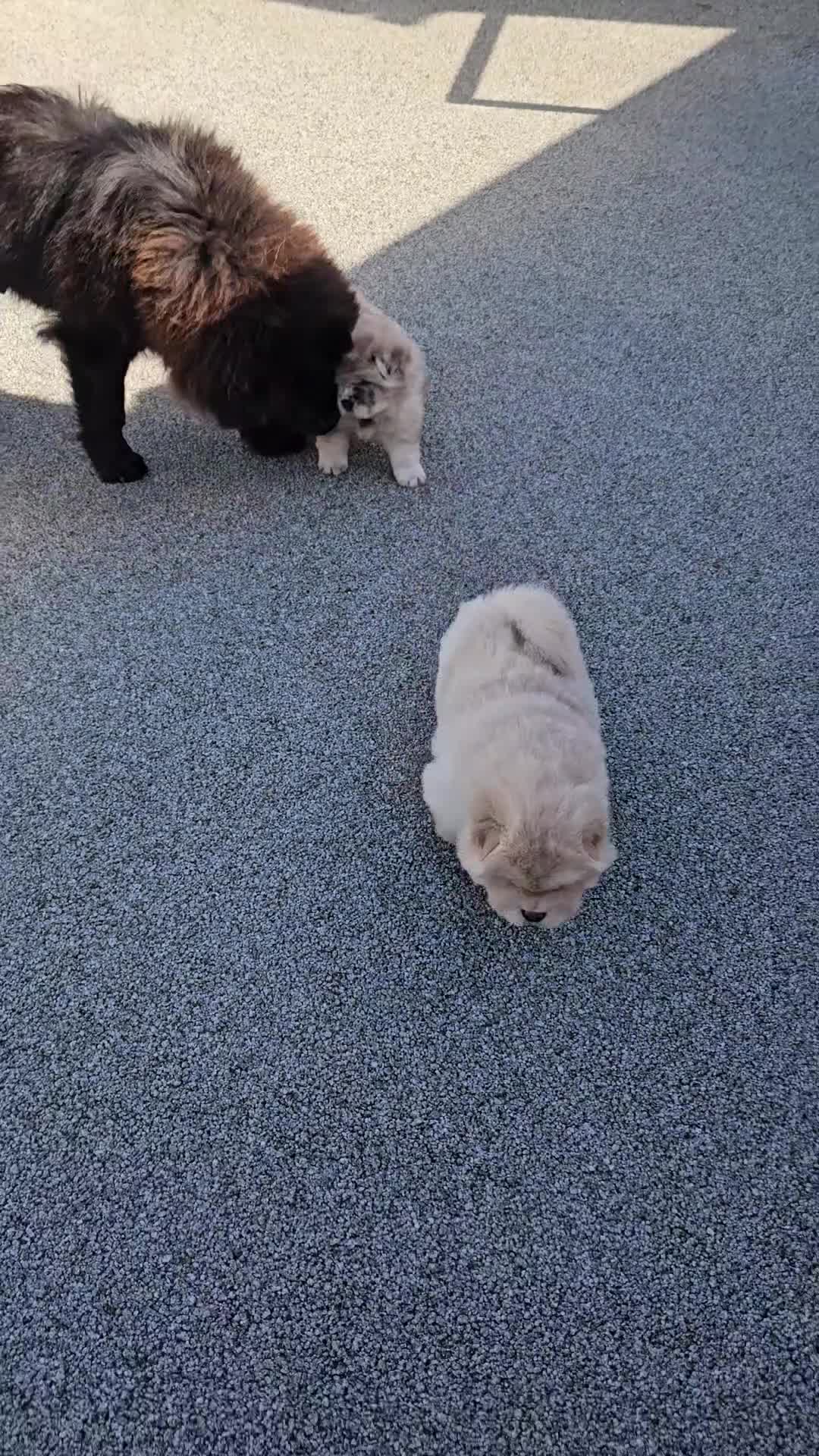 Chow Chow dogs for sale: Chow chow merle girl  - Video 1