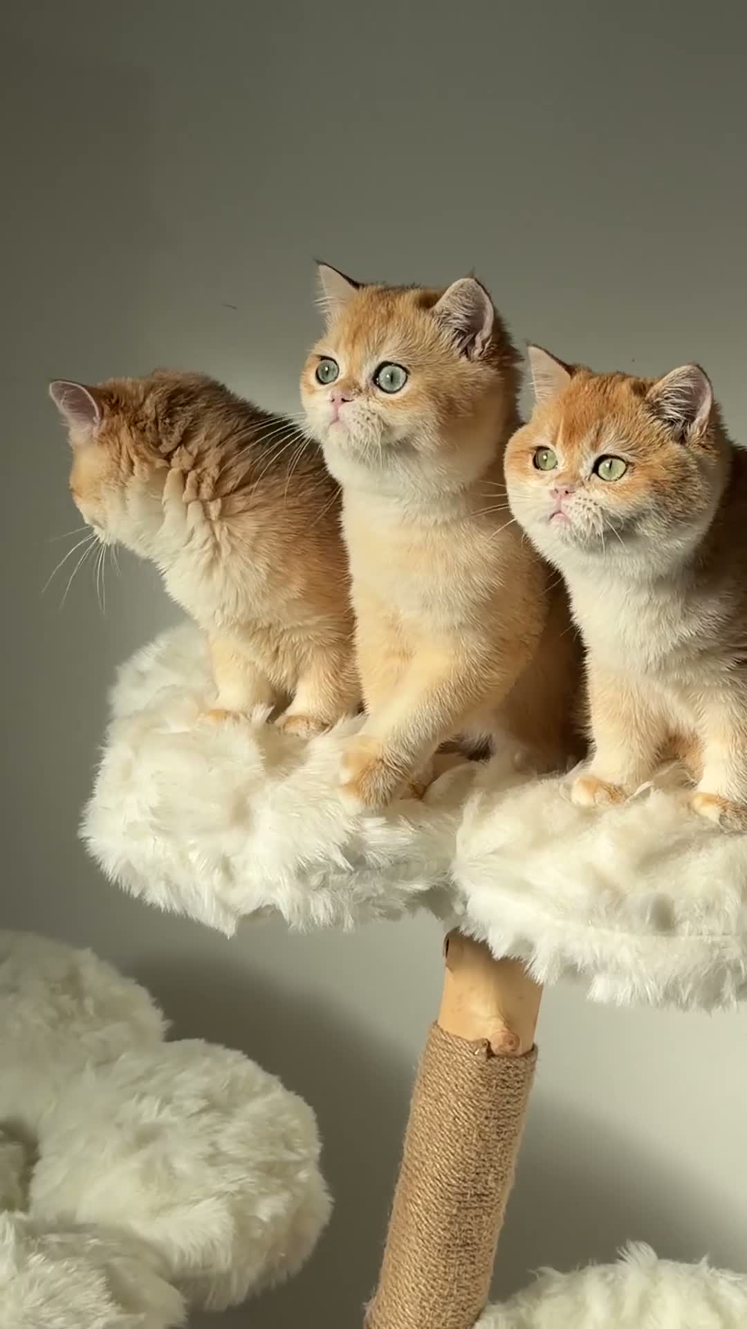 British Shorthair cats for sale: "Teddy Bear 🧸 " British Shorthair Golden kittens - Video 2