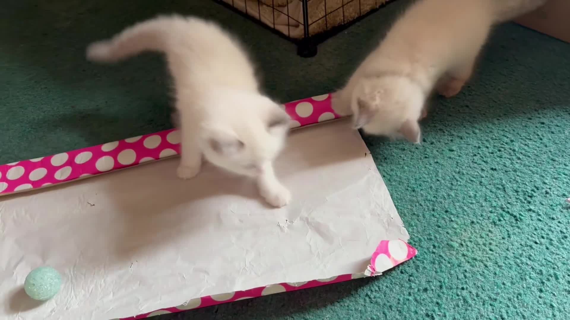Ragdoll cats for sale: Gorgeous Ragdoll Kittens  - Video 1