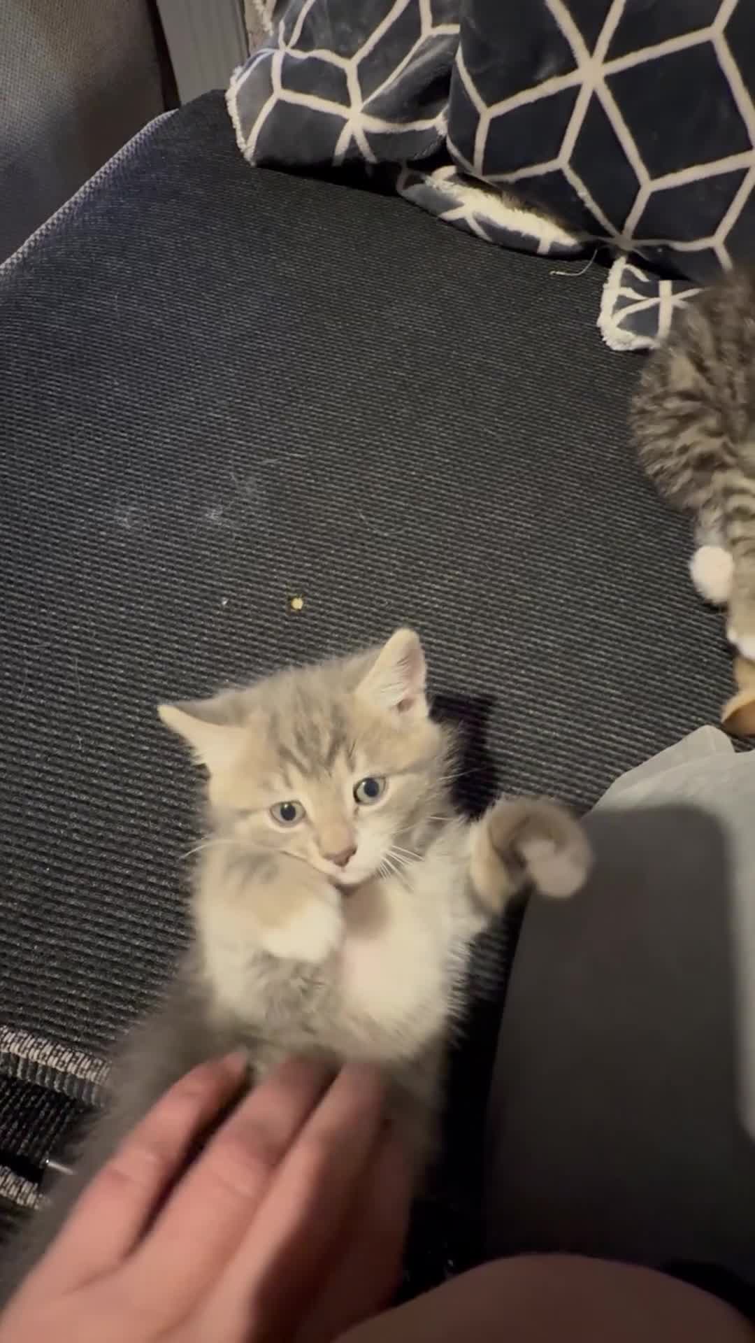 British Shorthair cats for sale: UNIQUE BRITISH SHORT HAIRS  - Video 2