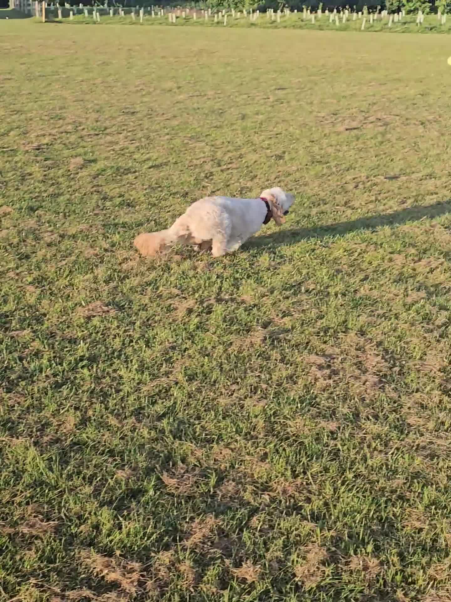 Cockapoo dogs for stud: Male cockapoo for stud 'Woody' - Video 1