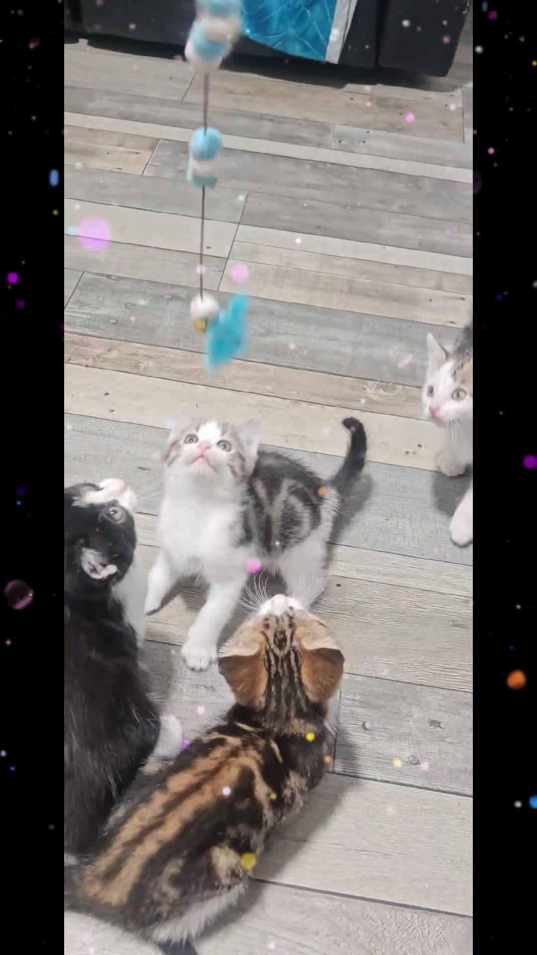 Mixed Breed cats for sale: Kittens for sale!  - Video 2