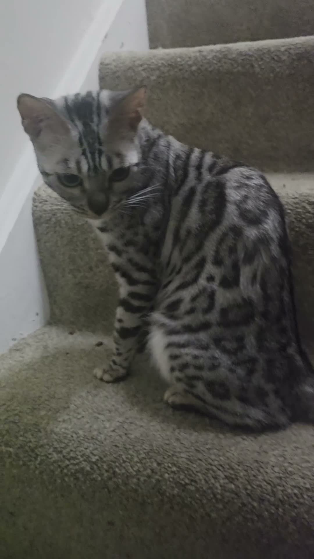 Bengal cats for sale: Purebred Silver Seal Lynx Bengal Kitten, Ready Now - Video 1