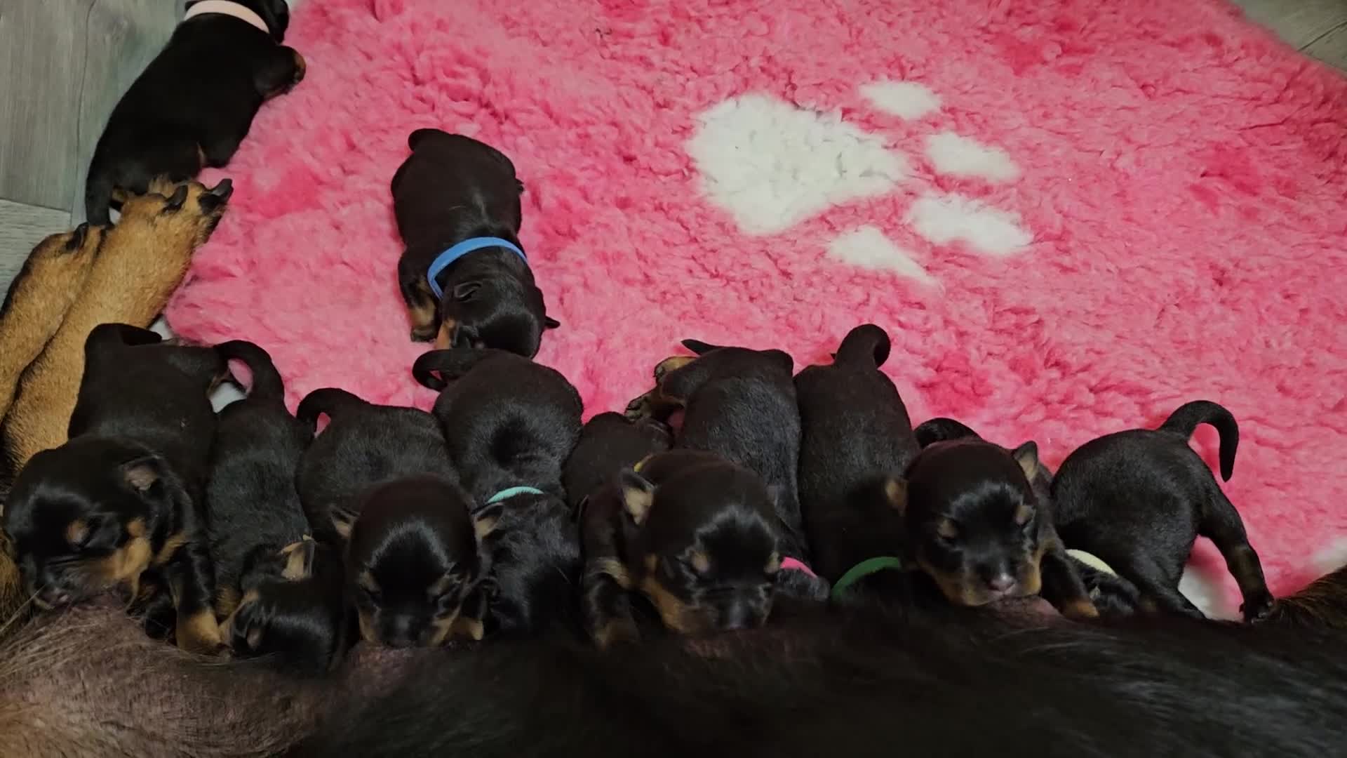 Rottweiler dogs for sale: Suberbly bred pedigree rottweiler puppies  - Video 1