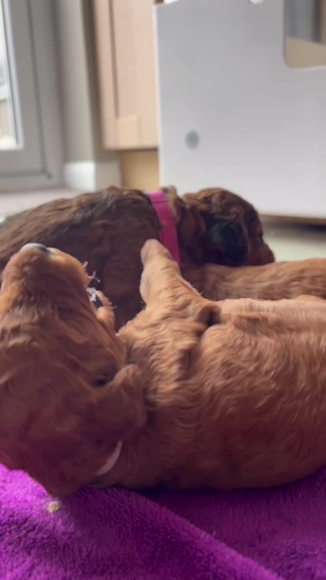 Cockapoo dogs for sale: F2B Red Cockapoos **BOTH PARENTS DNA CLEAR** - Video 4