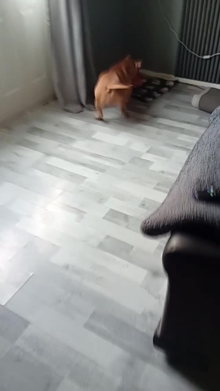 American Bulldog dogs for sale: Lu lu  - Video 1
