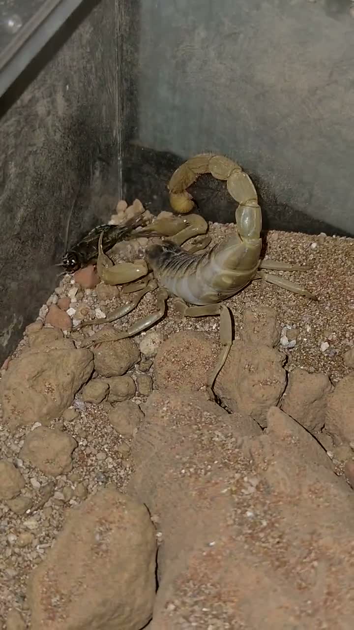 Mixed Breed invertebrates for sale: Blue death beetles/desert hairy scorpion cohabit - Video 2