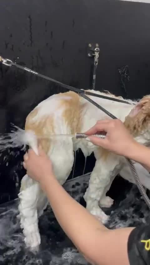 Standard Poodle dogs for sale: Standard Poodle Girl Available Apricot&White Parti - Video 4