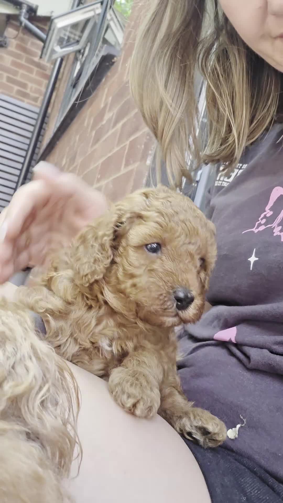 Cavapoo dogs for sale: ❤️Beautiful cavapoo- Ready 16th July ❤️ - Video 2