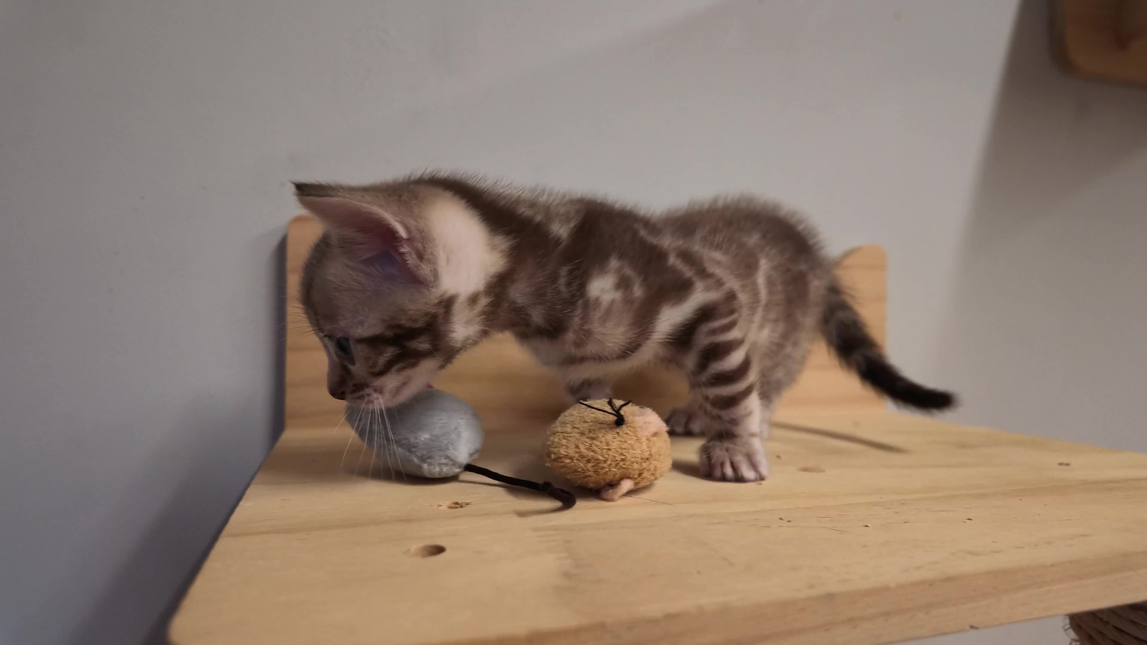 Bengal cats for sale: Rare Bengal colours - 3 Girls  - Video 2