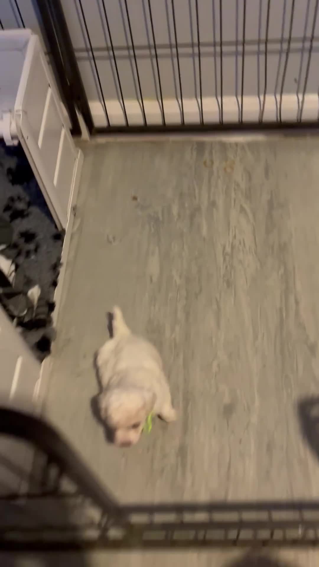 Bichon Frise dogs for sale: Beautiful bishon frise pups for sale - Video 1