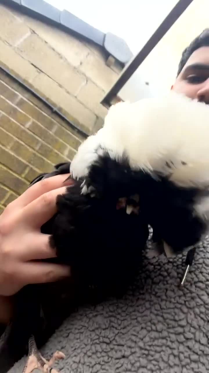 Mixed Breed poultry for sale: Bantam chickens trio for sale - Video 1