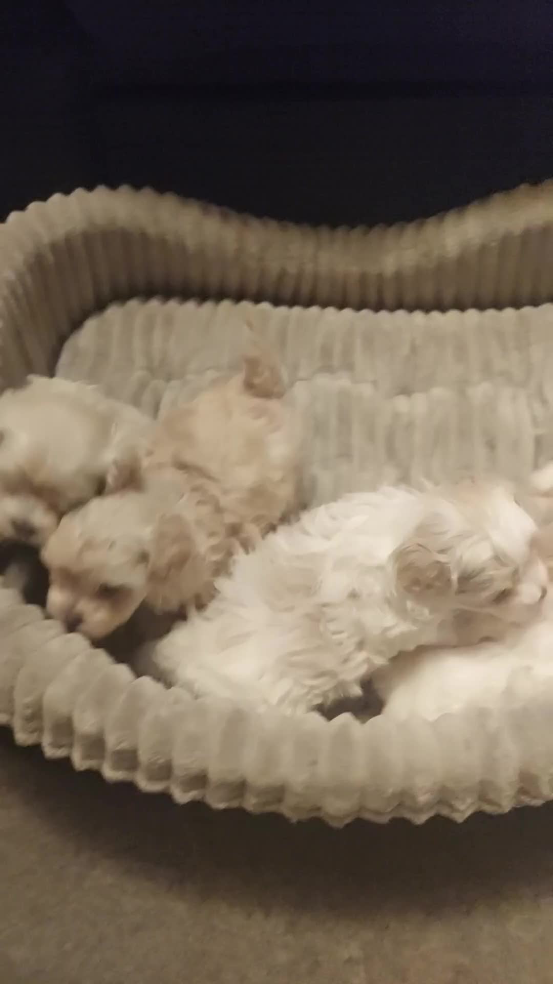 Maltipoo dogs for sale: Asian Teddy Toy Maltipoos  - Video 3