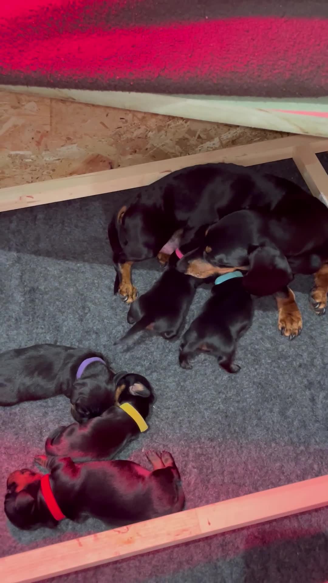 Miniature Dachshund dogs for sale: 1 beautiful boy remaining - Video 2