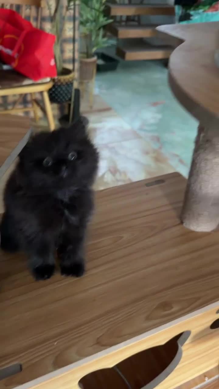 British Shorthair cats for sale: BRITISH SHORTHAIR DOLLS READY NOW! in Uxbridge - Video 3