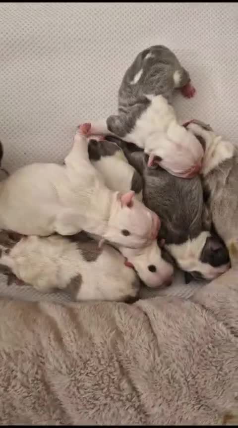 Boston Terrier dogs for stud: Boston terrier looking for stud  in Milton Keynes - Video 2