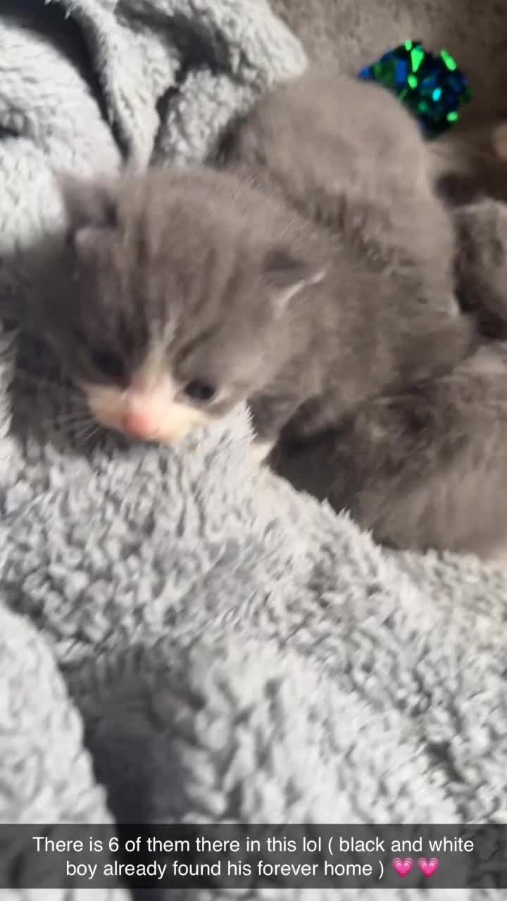 Mixed Breed cats for sale: British shorthair cross ragdoll kittens  - Video 2