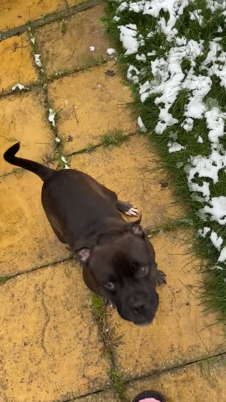 Mixed Breed dogs for sale: Staff/pug mix breed boy dog  - Video 1