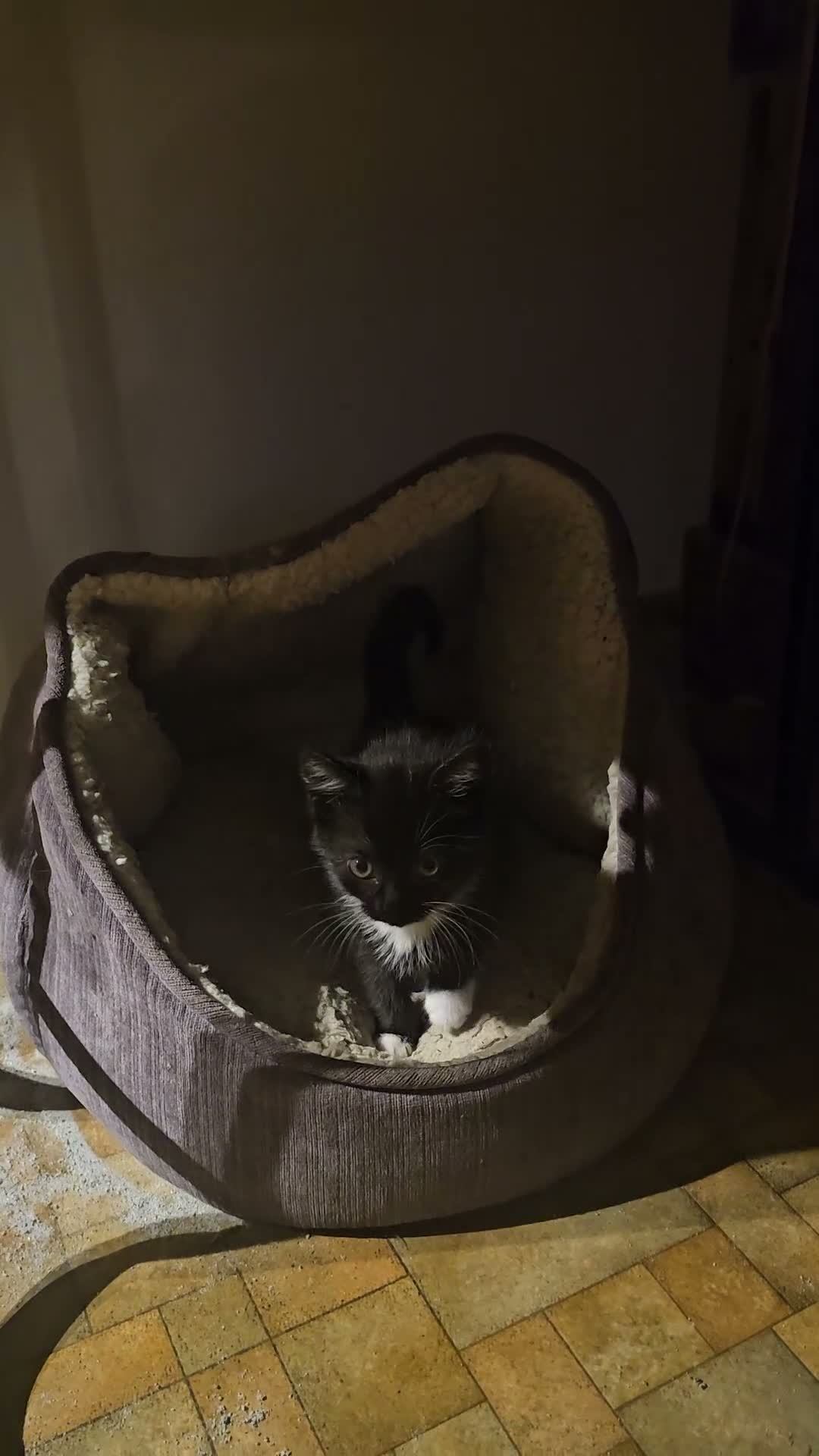 Mixed Breed cats for sale: Tuxedo Kittens🖤🤍🐾 - Video 2