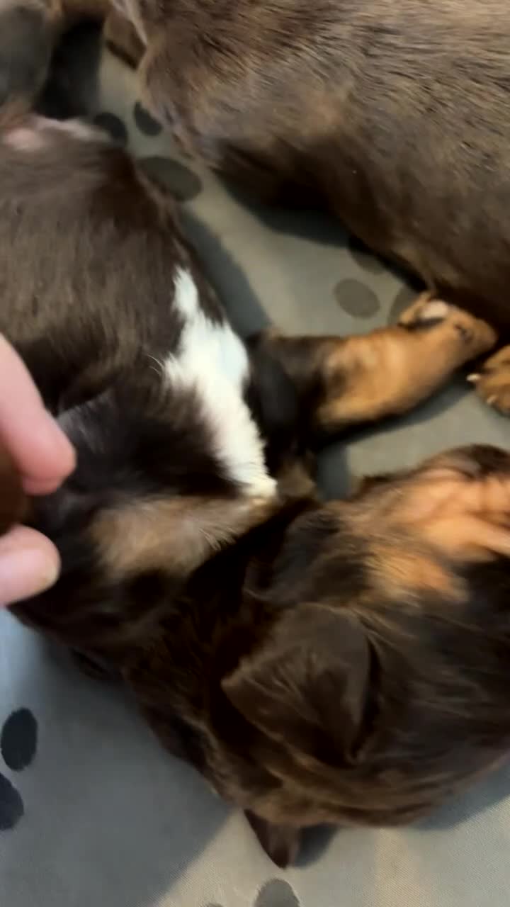 Cocker Spaniel dogs for sale: Beautiful chocolate and tan working cockers - Video 1