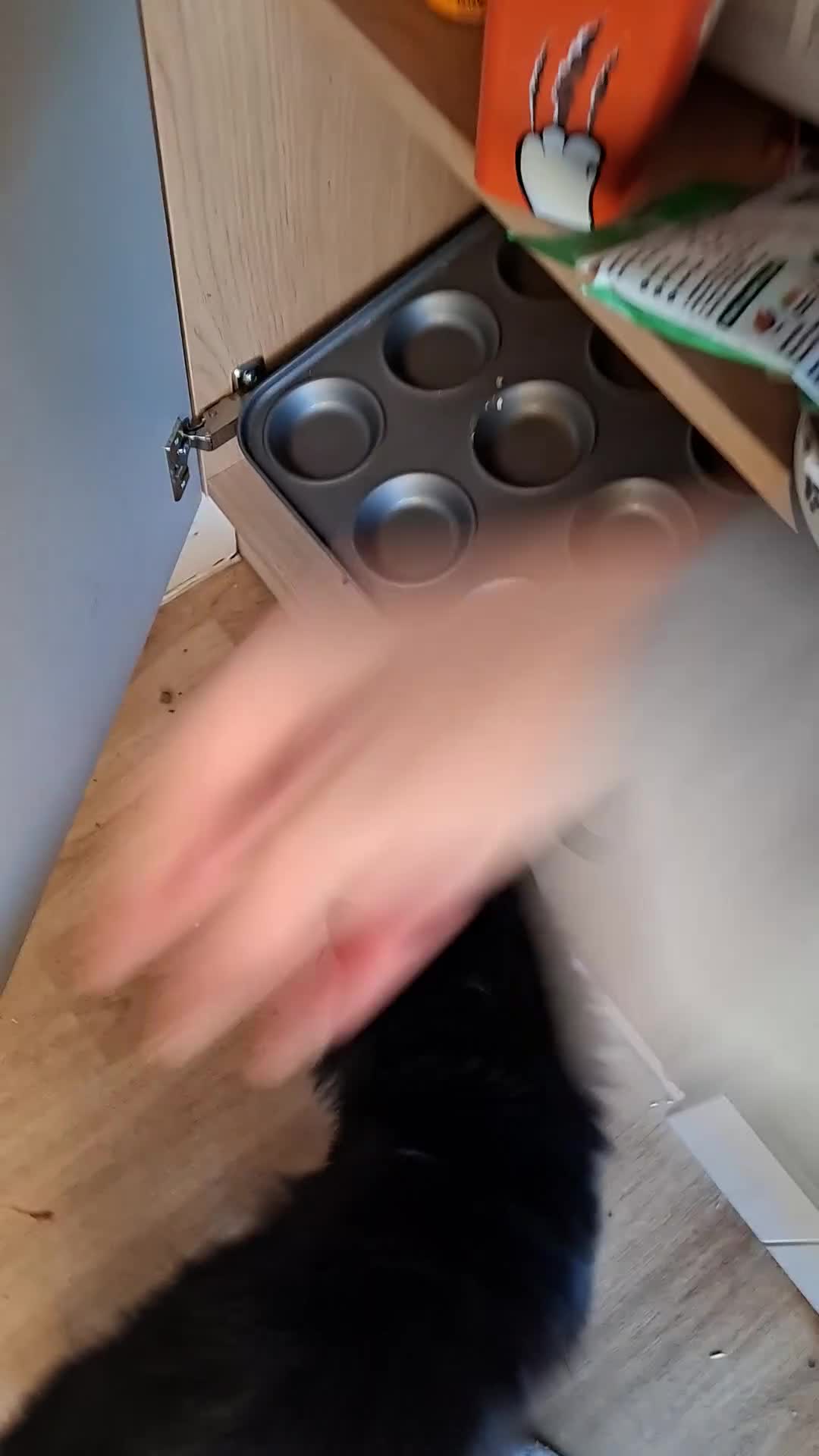 Mixed Breed cats for sale: Shadow - Video 1