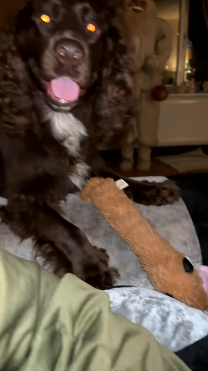 Cocker Spaniel dogs for sale: Lovely full of life male chocolate cocker spaniel. - Video 3