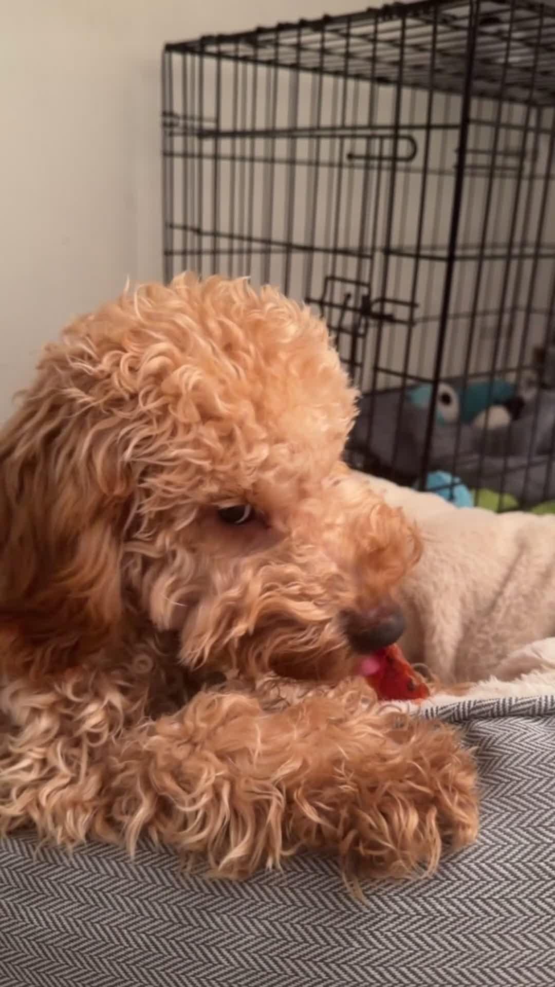 Cockapoo dogs for sale: Cockapoo puppy for sale (URGENT) - Video 2