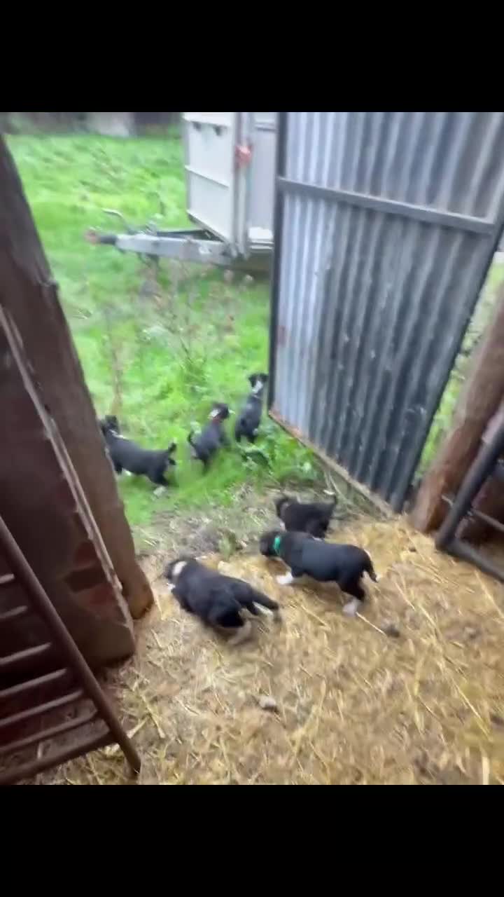 Mixed Breed dogs for sale: Collie pups for sale, ready now  - Video 2