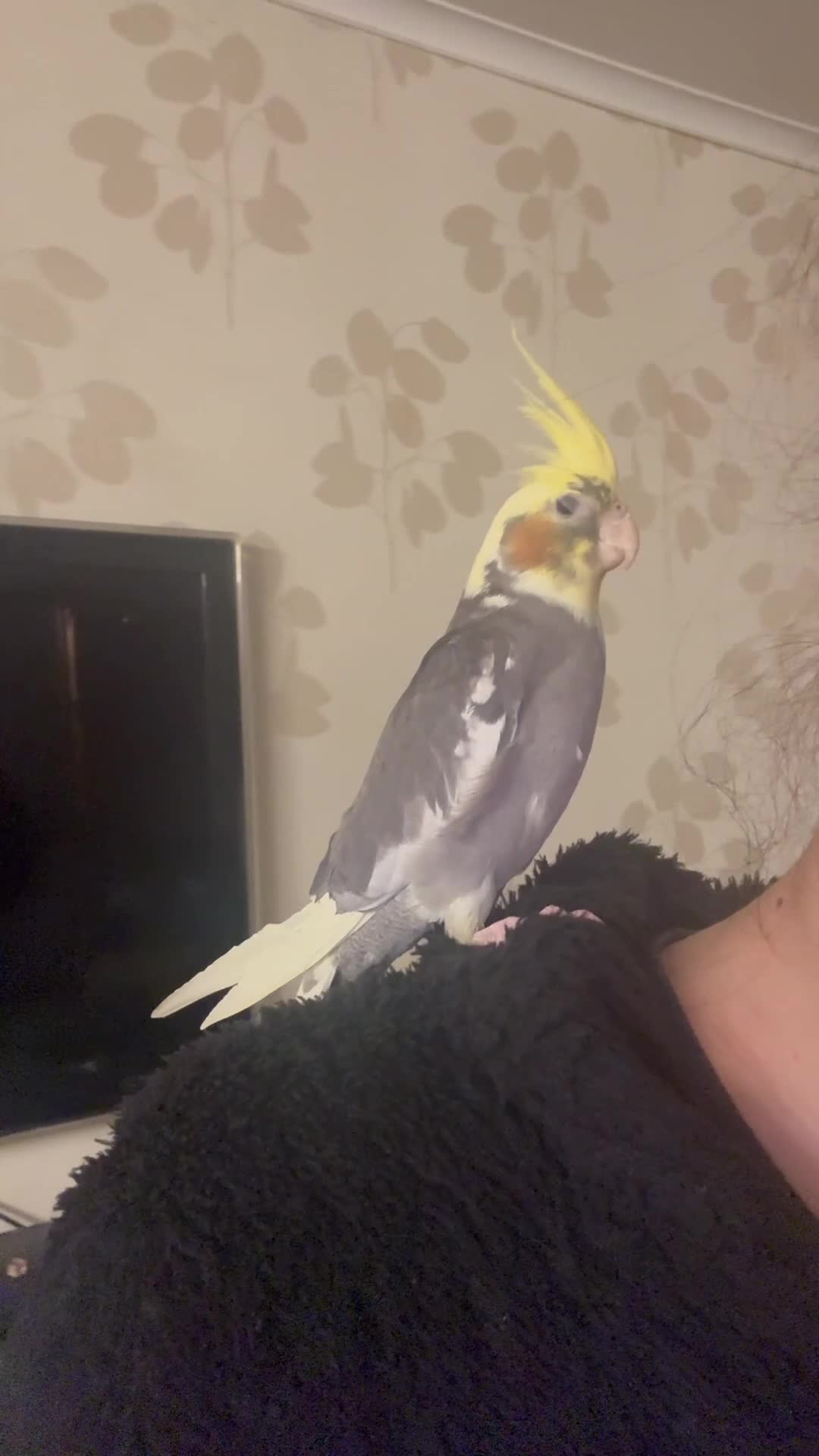 Cockatiels birds for sale: Baby cockatiel for sale  - Video 1