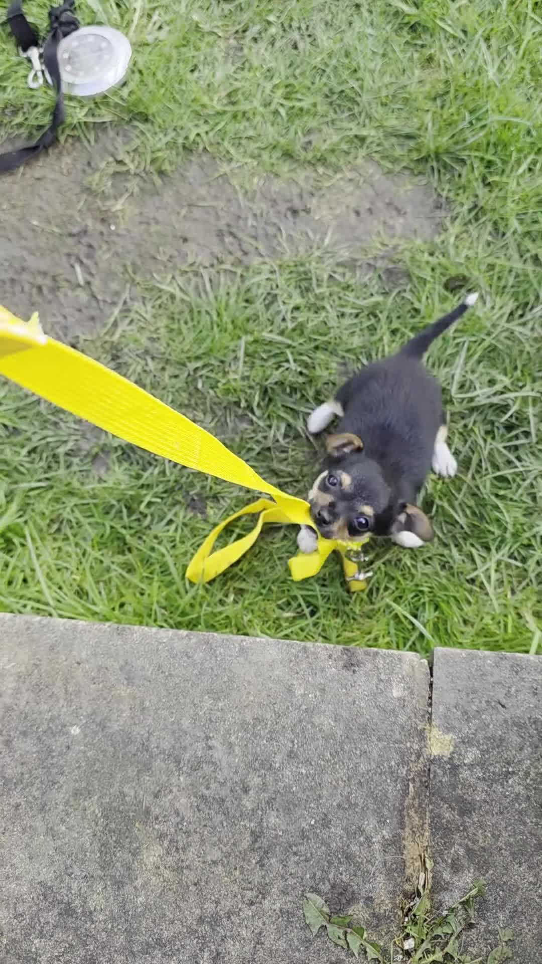 Jack Chi dogs for sale: 11 week old Jackchi - Video 1