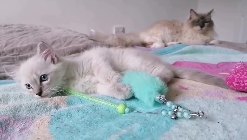 Ragdoll cats for sale: Blue lynx ragdoll kitten RESERVED - Video 1