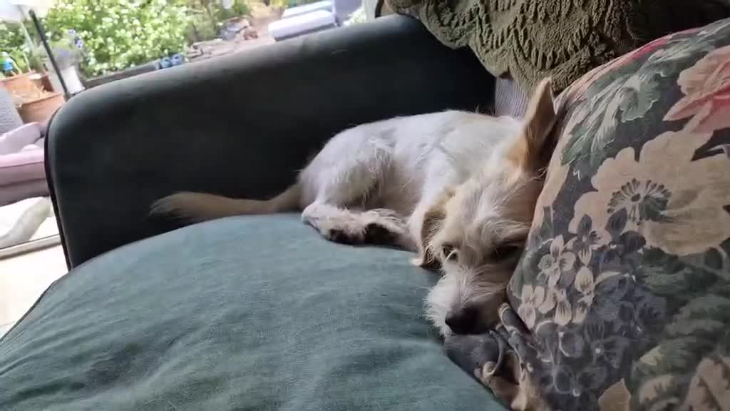 Mixed Breed dogs for adoption: Could Lula Be The Little Girl For You? in Witney - Video 2