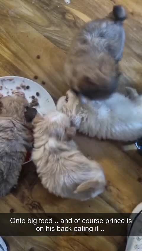 Mixed Breed dogs for sale: Pom x pups - Video 1