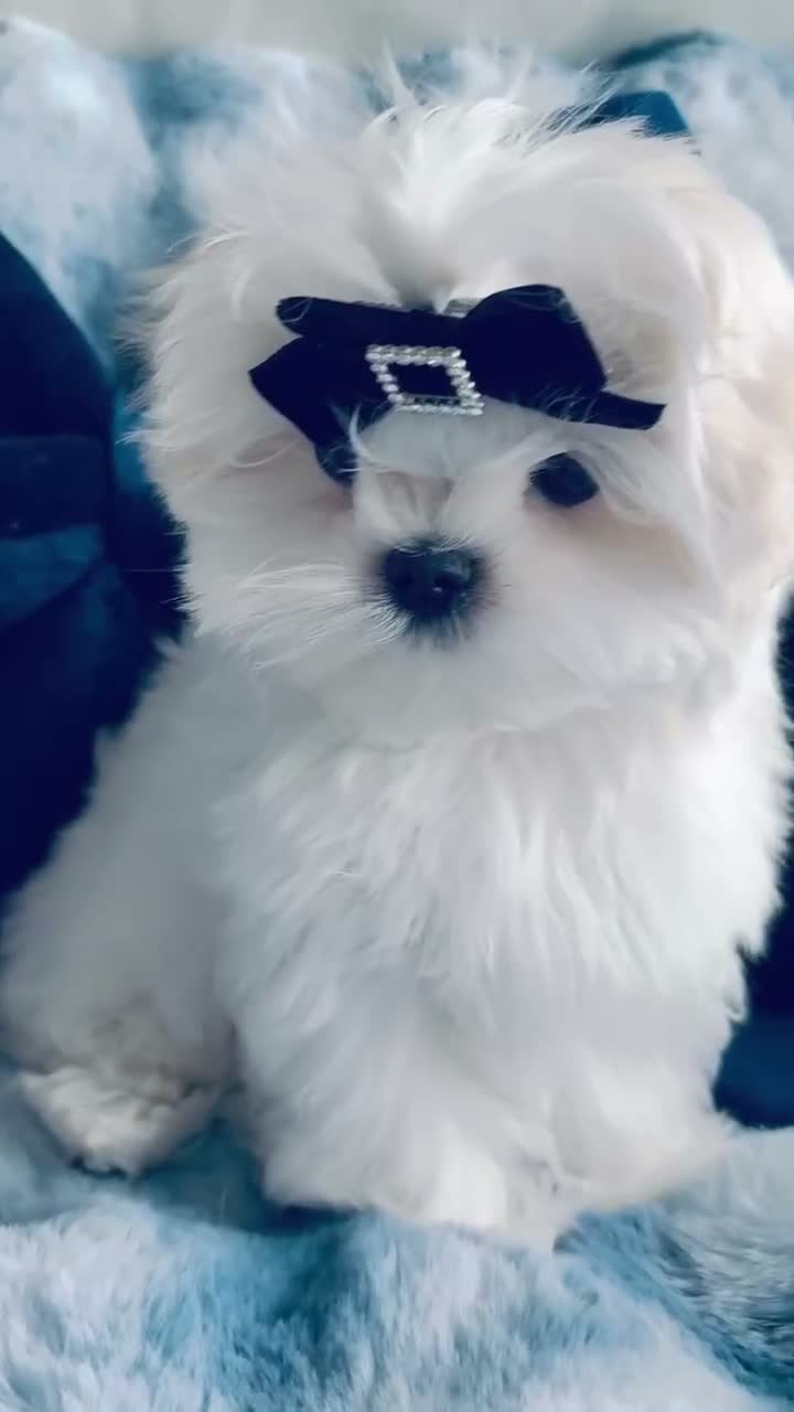 Maltese dogs for sale: 🖤Gorgeous Korean boy available 🖤 - Video 1