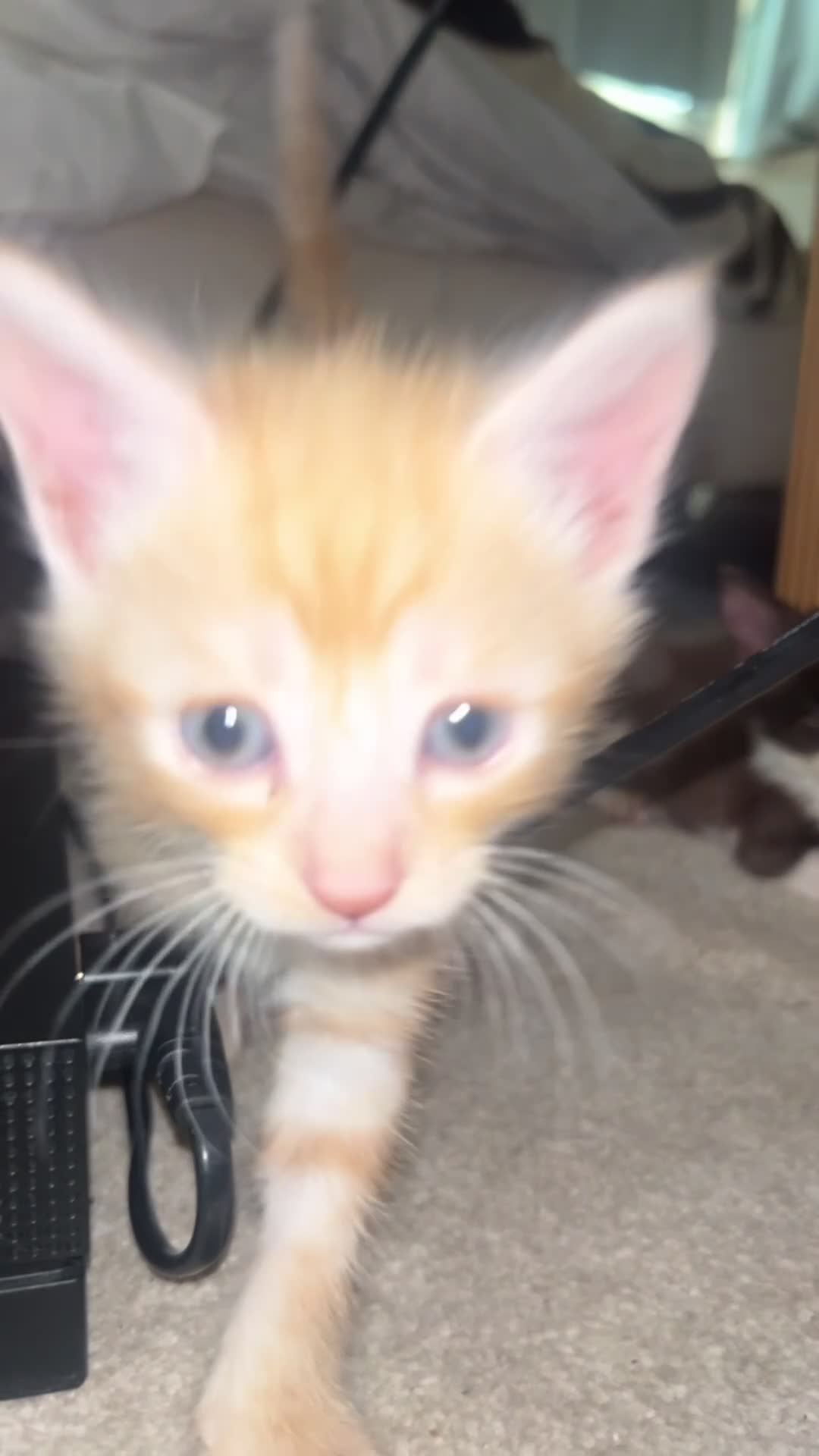 Mixed Breed cats for sale: READY NOW STUNNING KITTENS - Video 2