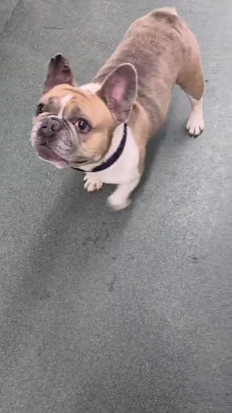 French Bulldog dogs for adoption: Ludo  - Video 1
