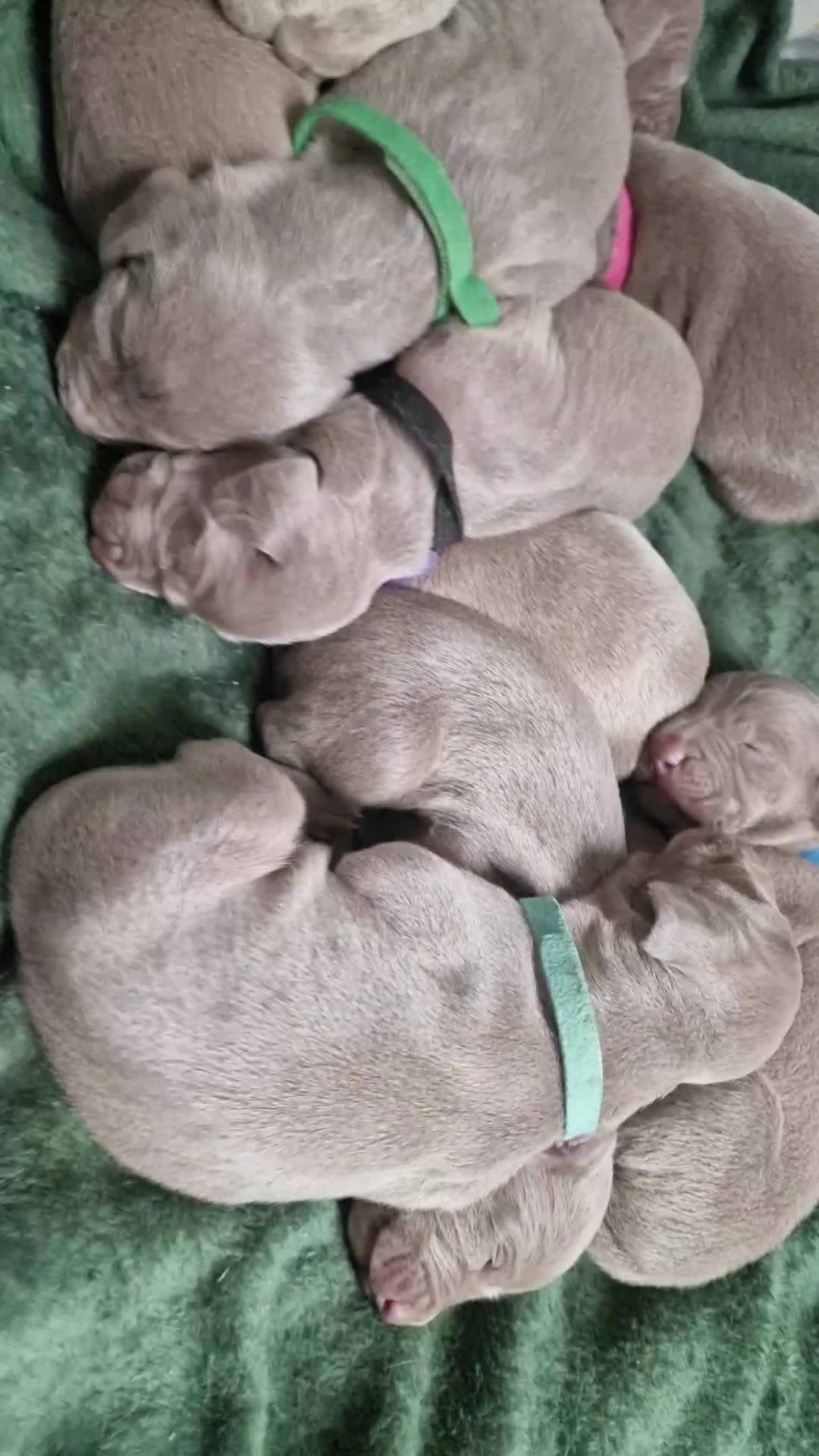 Weimaraner dogs for sale: Weimaraner Puppies Looking for Their Forver Home🐾 in Shrewsbury - Video 1
