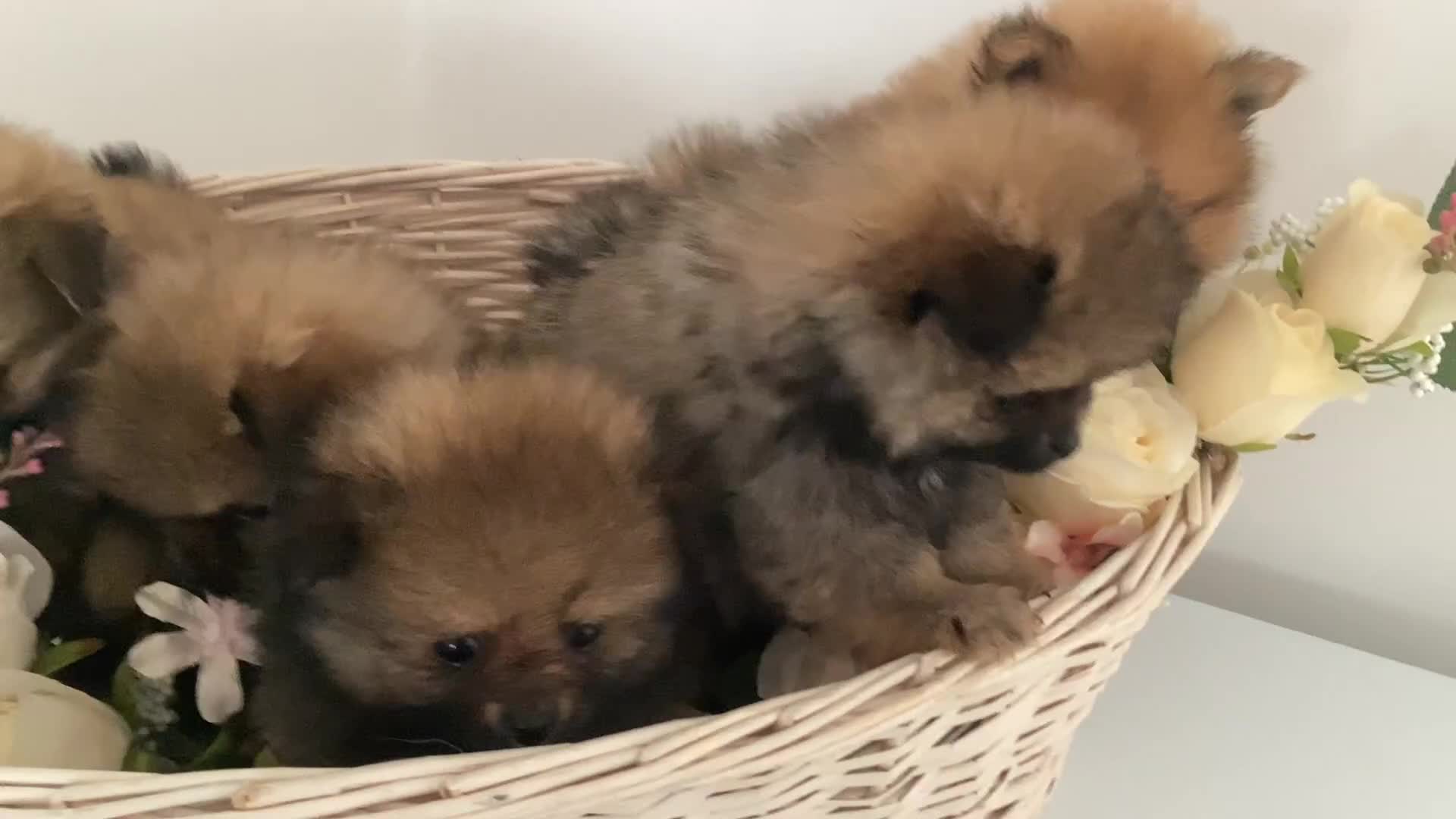 Pomeranian dogs for sale: READY NOW! kc reg STUNNING Pomeranian puppies  - Video 1