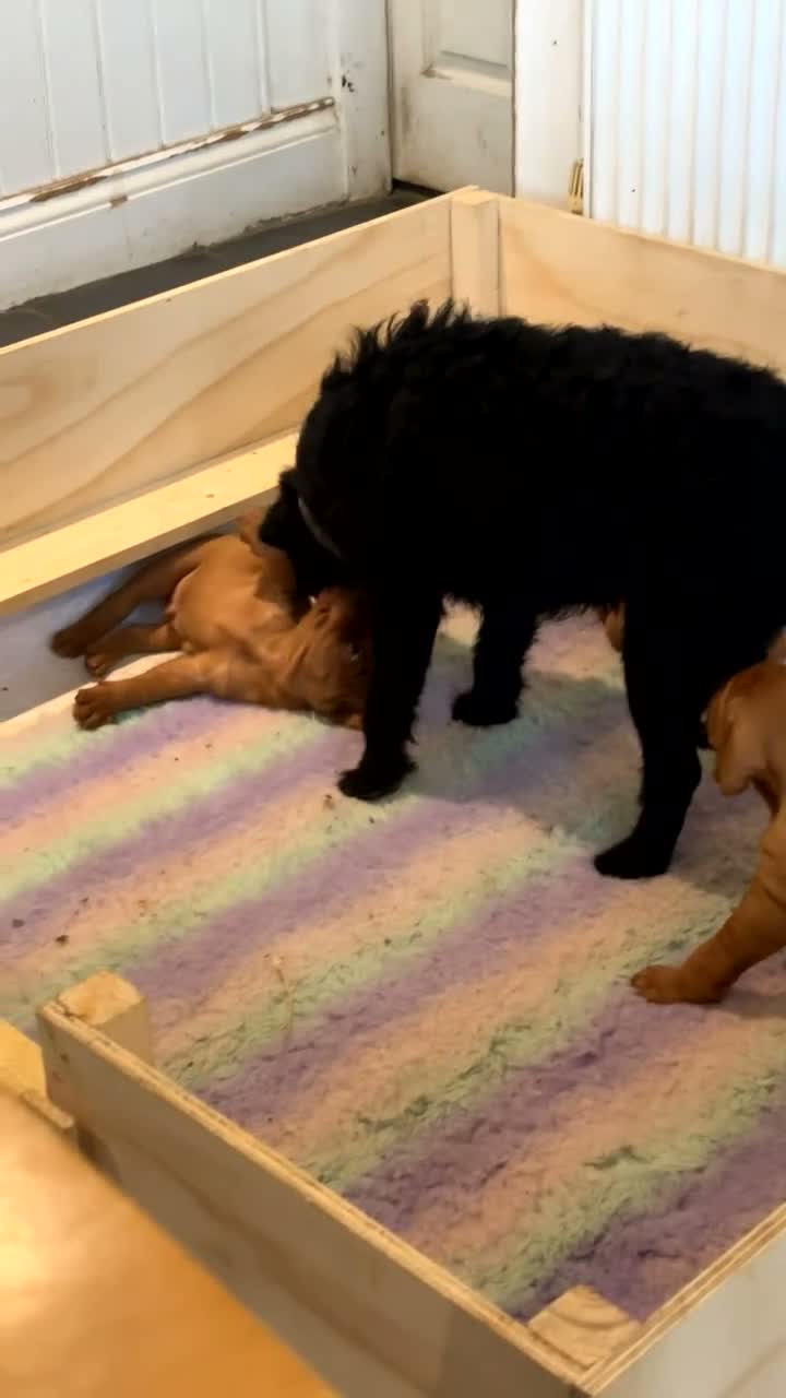 Hungarian Vizsla dogs for sale: Non registered Wire haired Hungarian vizsla pups in Barnsley - Video 1