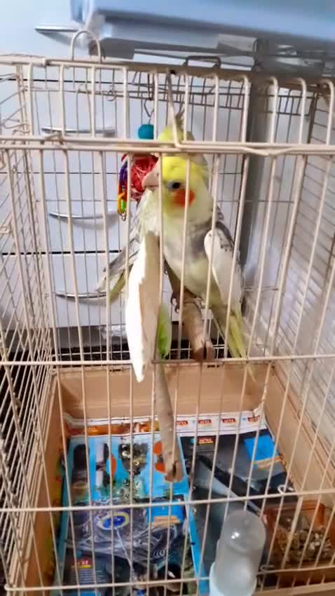 Cockatiels birds for sale: cockatiels  - Video 4