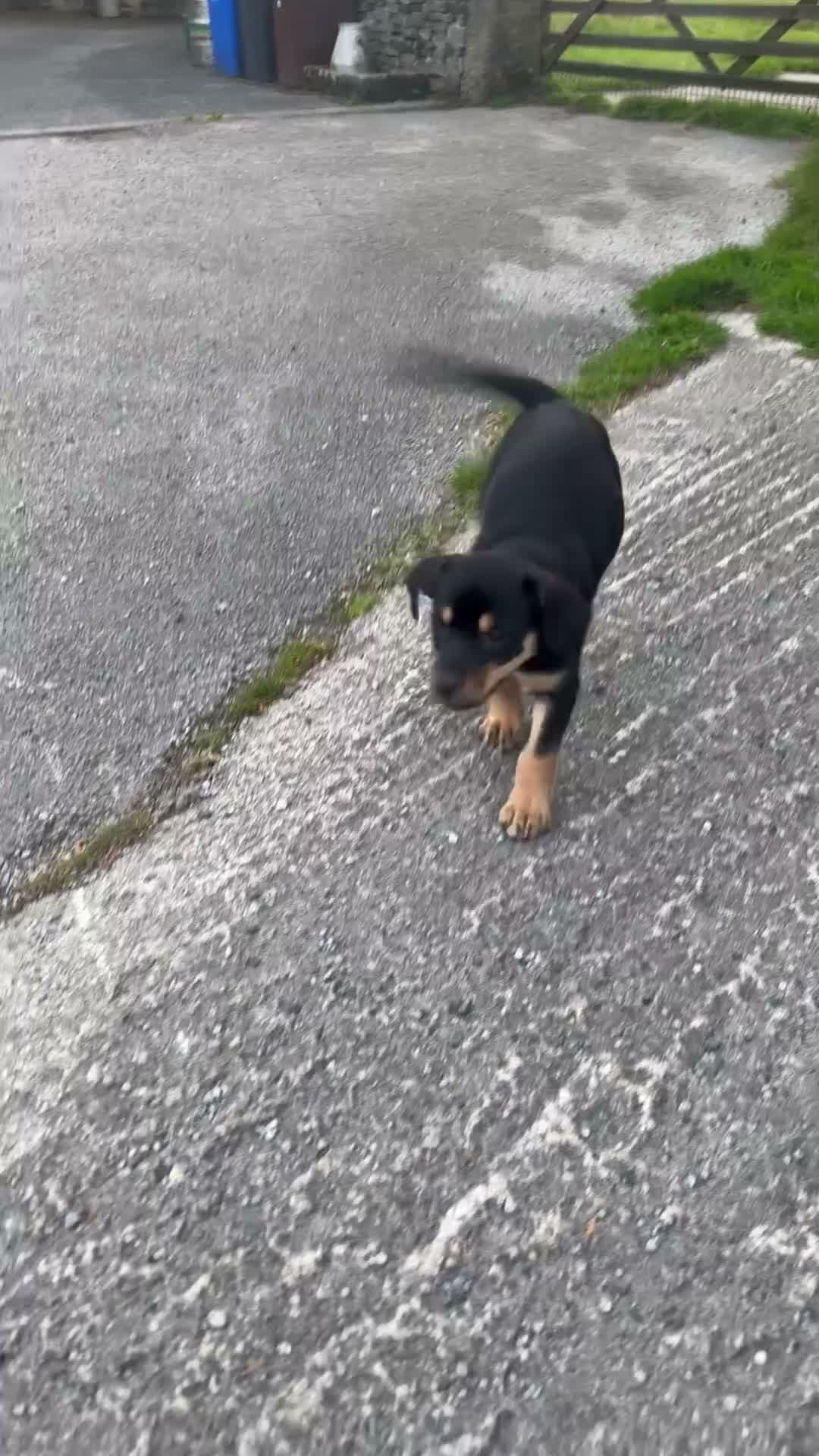Australian Kelpie dogs for sale: Stunning Farm Breed Kelpies - Video 1