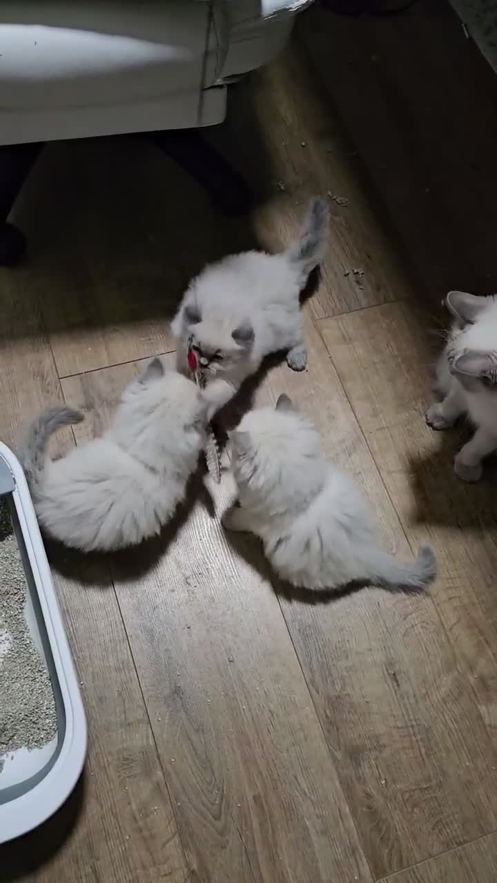 Ragdoll cats for sale: Lovely Litter of 3 Kittens Looking for Loving Home - Video 2