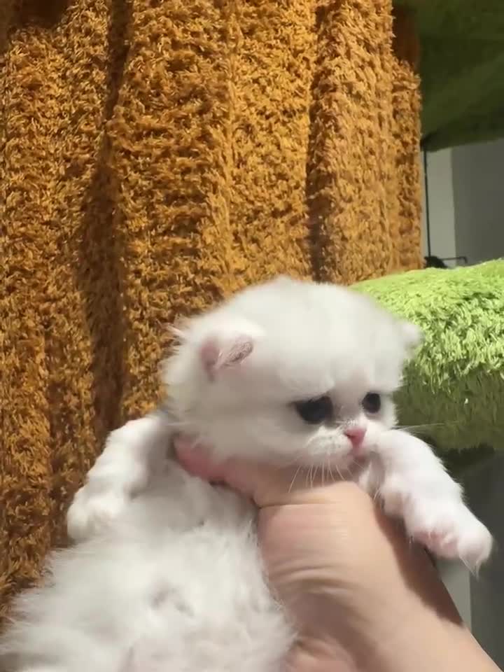 Munchkin cats for sale: Show-Quality Minuet Kittens – Rare in the UK - Video 2