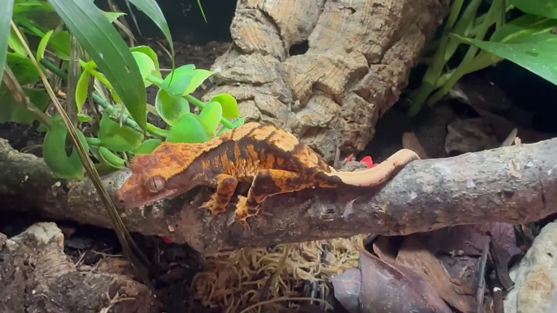 Gecko reptiles for sale: Gargoyle, Crested geckos,mourning geckos  - Video 2