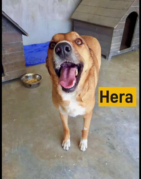 Mixed Breed dogs for adoption: Hera - sister of Sparky- available for adoption in Brixham - Video 1