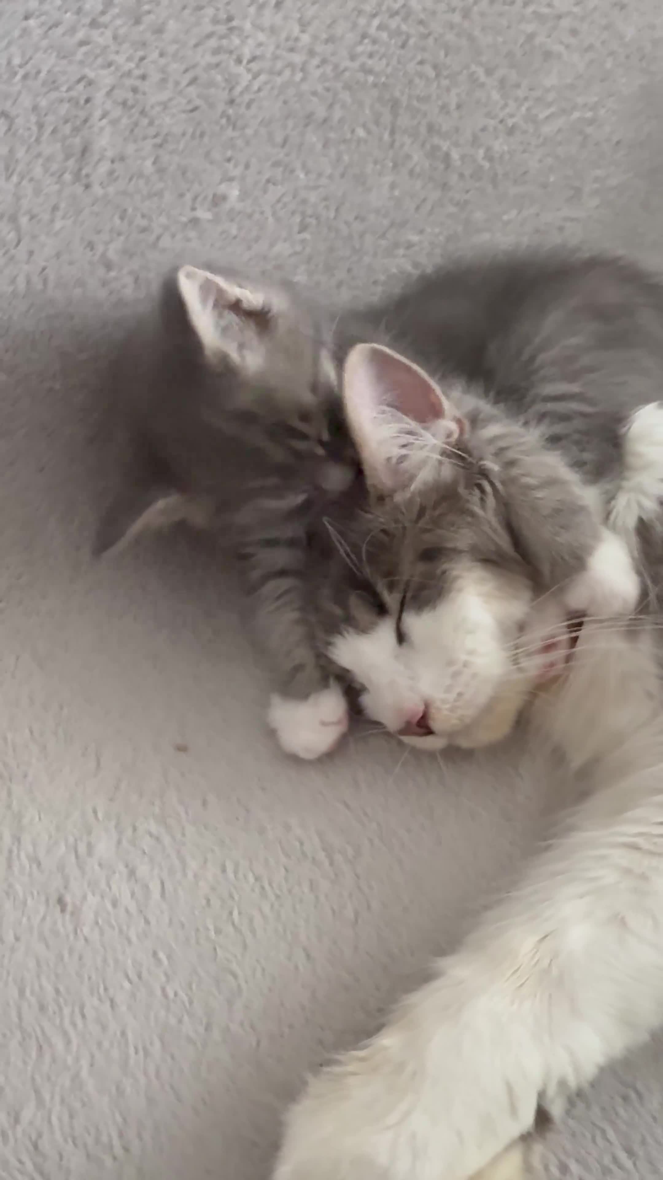 Maine Coon cats for sale: Mixed Maine Coon in Coventry - Video 3