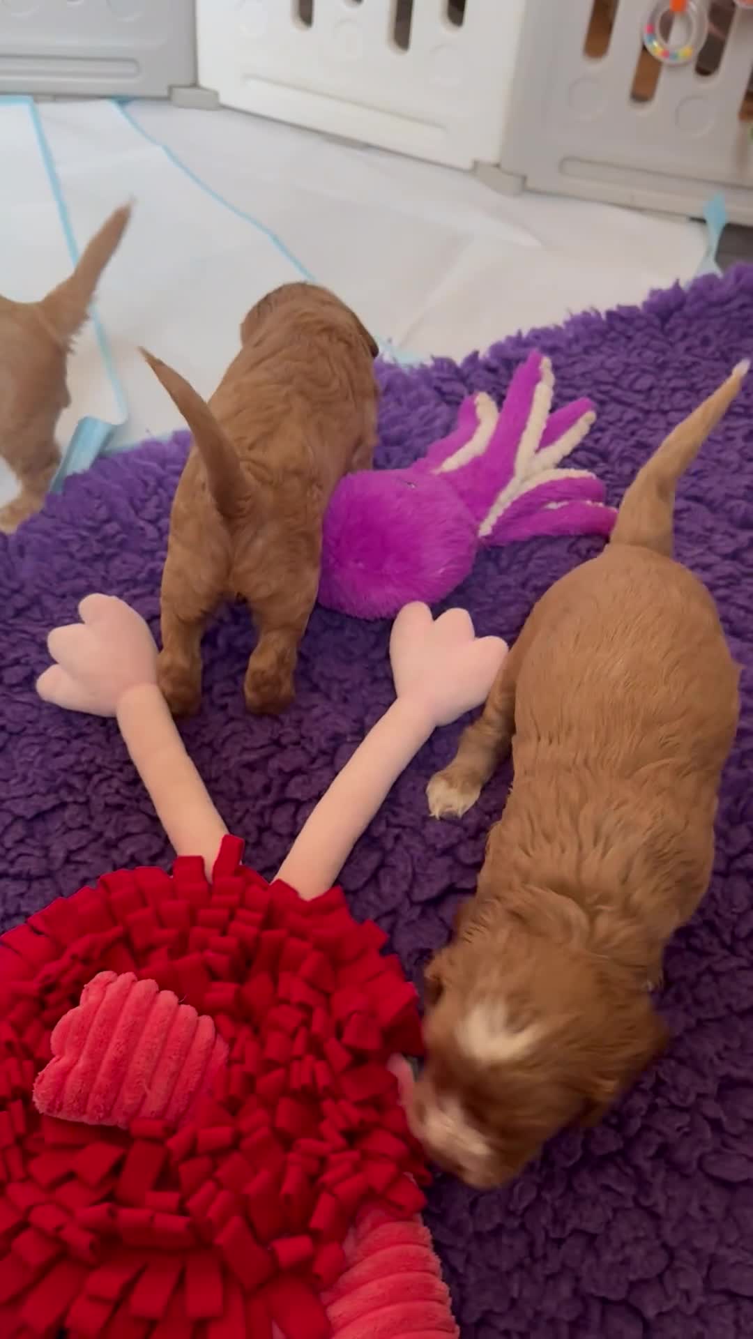 Cockapoo dogs for sale: F1 SHOW COCKAPOOS EXT DNA TESTED  - Video 3