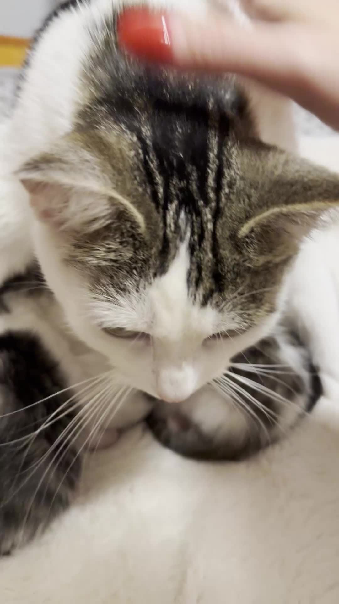 Mixed Breed cats for sale: Adorable Fluffy Kittens. Matilda’s 1st Litter 🐾 - Video 1