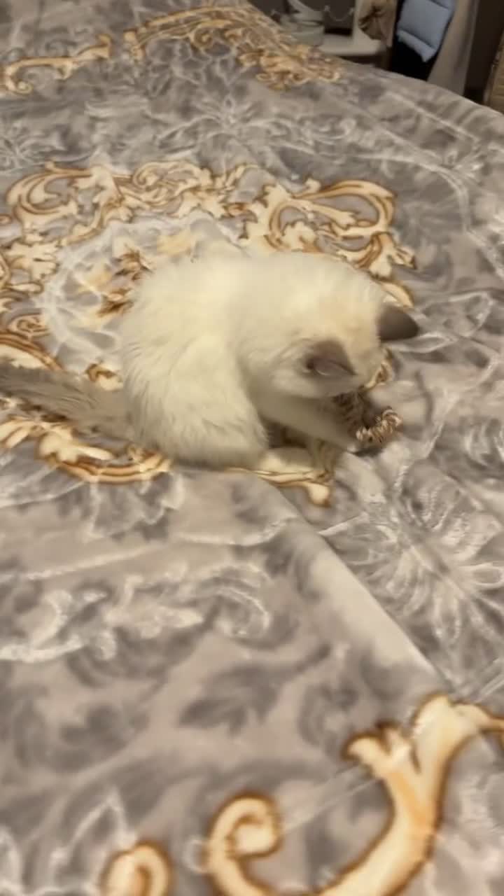 Ragdoll cats for sale: White Female Ragdoll for sale - Video 4